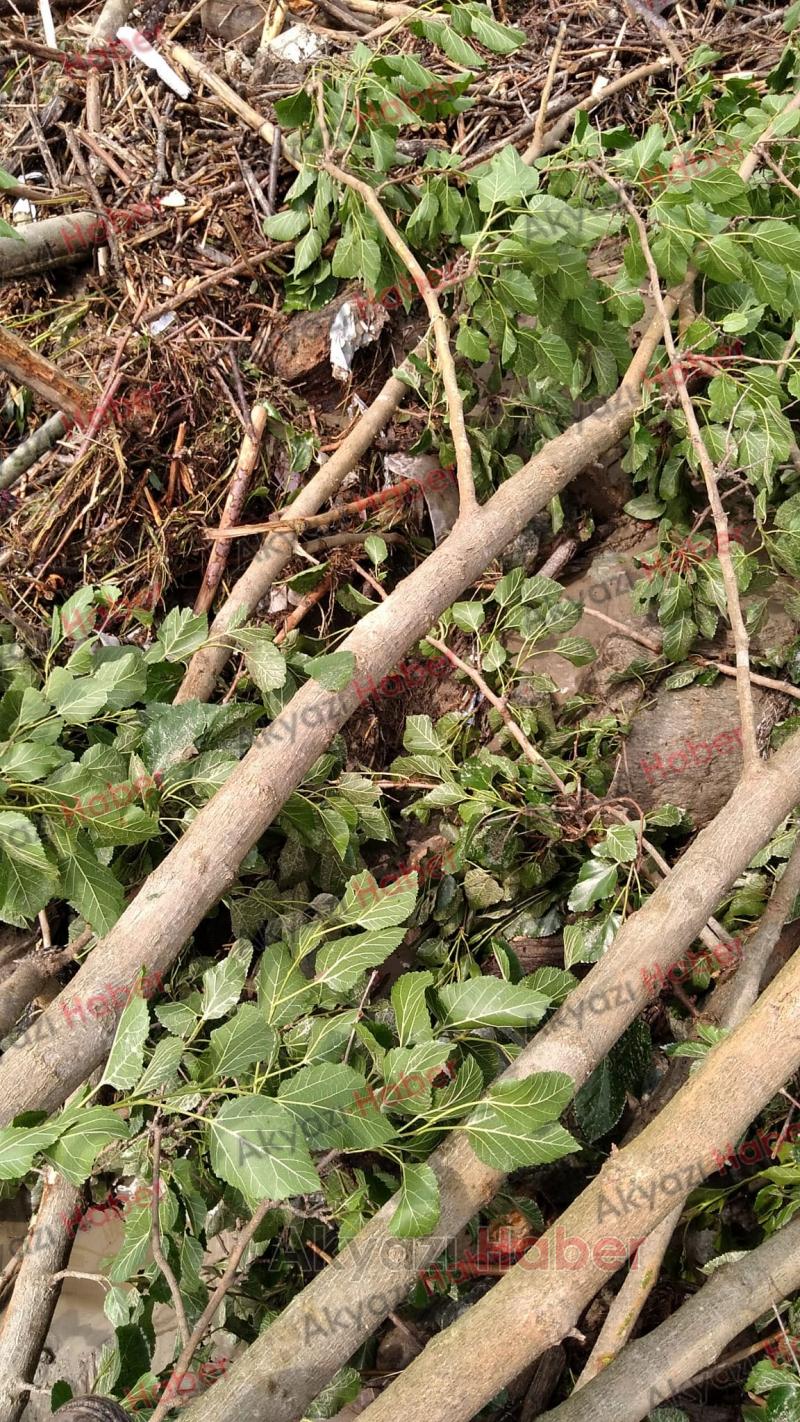 Dedeler'de sel sularına kapılan yaşlı adam kayboldu