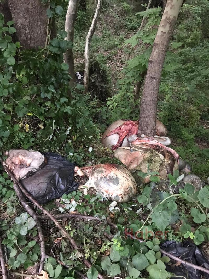 Kurban atıklarını ormana attılar