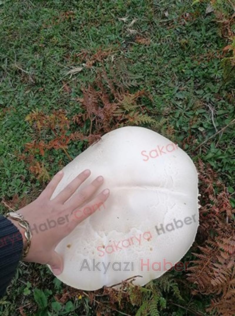 Yaylada dev mantar buldu