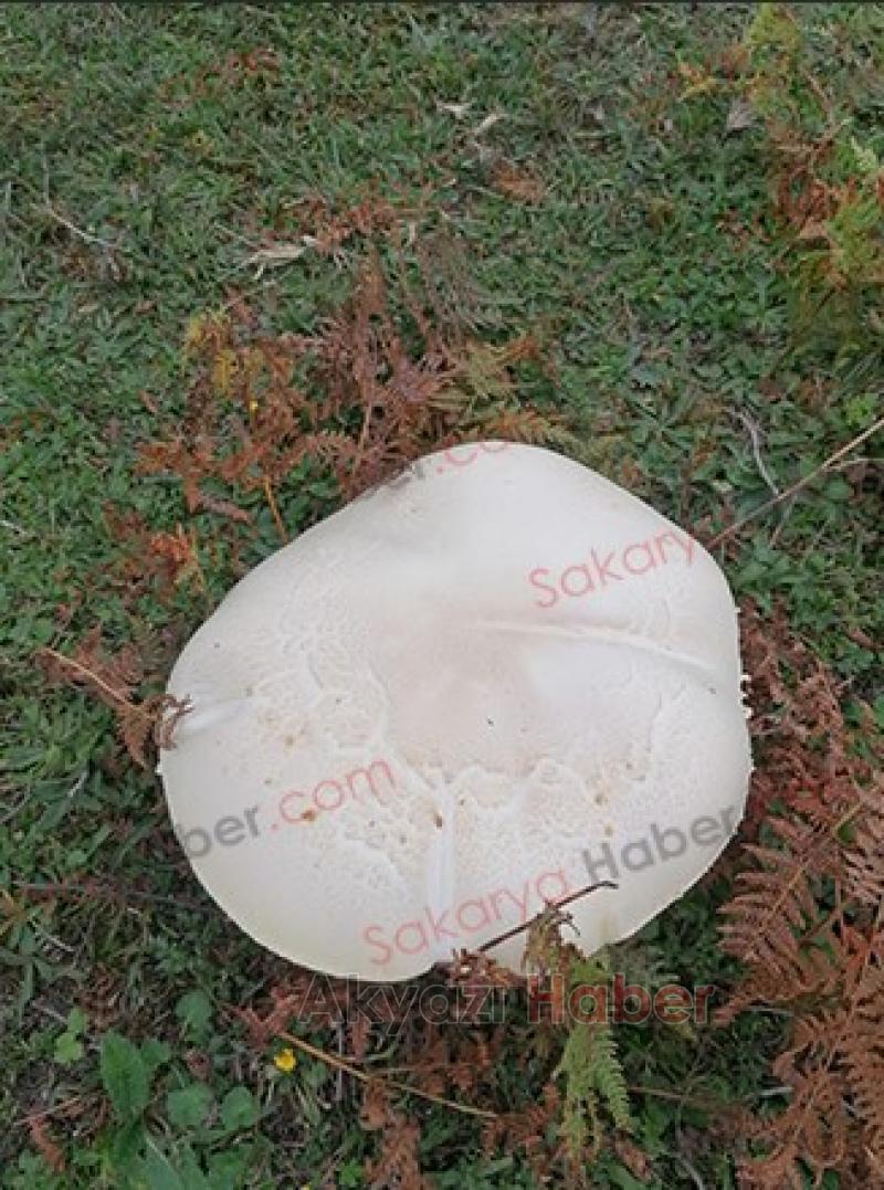 Yaylada dev mantar buldu