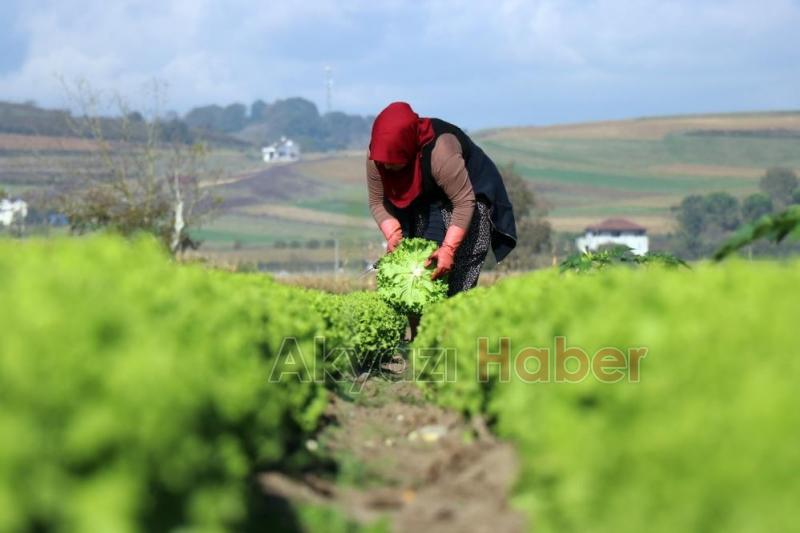 Marulun tarla ve marketteki fiyat farkı dudak uçuklattı