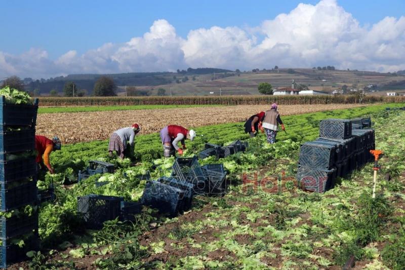 Marulun tarla ve marketteki fiyat farkı dudak uçuklattı