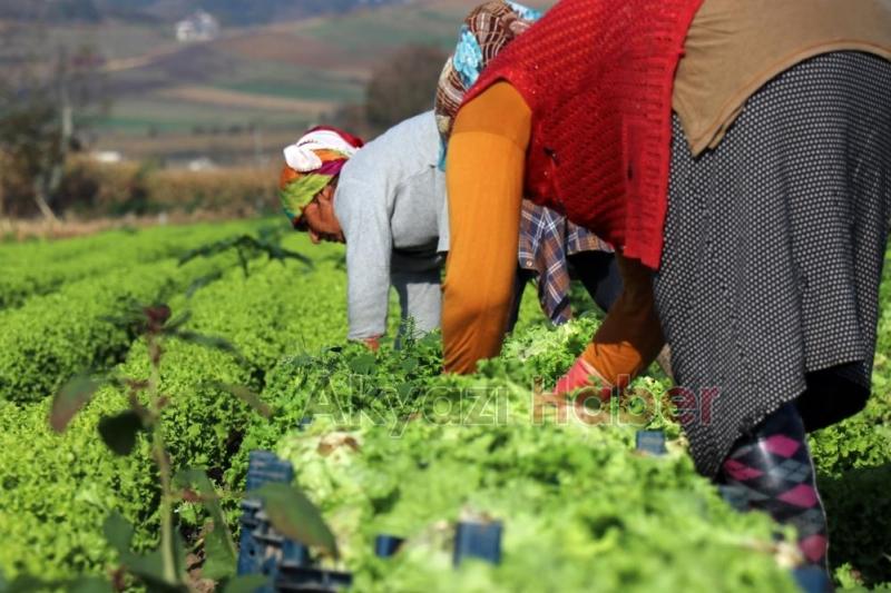 Marulun tarla ve marketteki fiyat farkı dudak uçuklattı