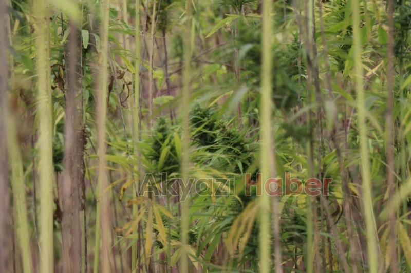 Sakarya'da endüstriyel keneverin hasadı başladı