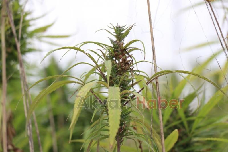 Sakarya'da endüstriyel keneverin hasadı başladı