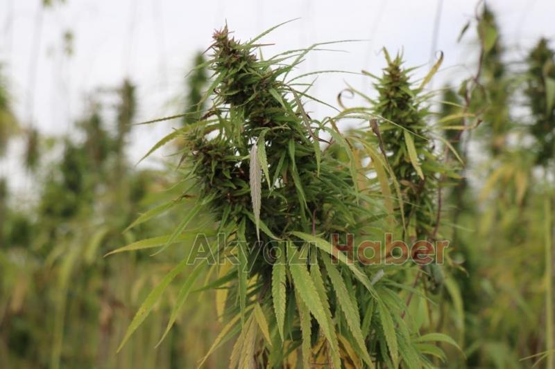 Sakarya'da endüstriyel keneverin hasadı başladı