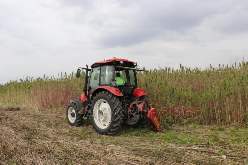 Sakarya'da endüstriyel keneverin hasadı başladı
