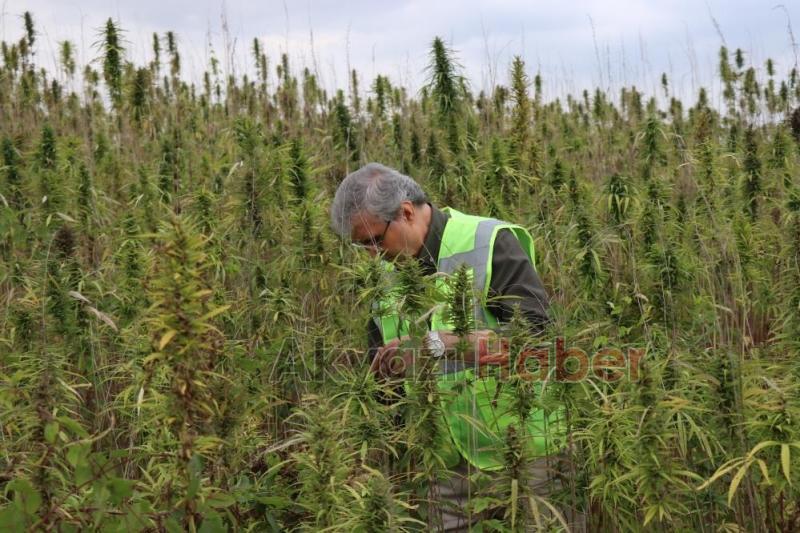 Sakarya'da endüstriyel keneverin hasadı başladı