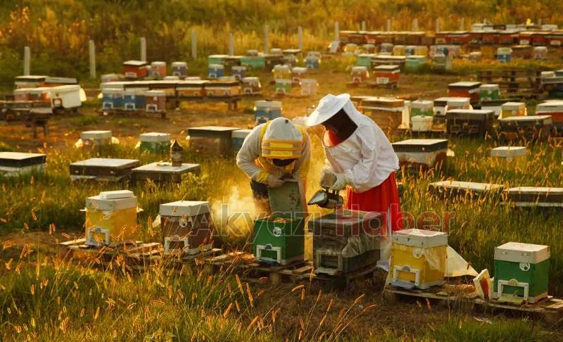 Büyükşehirin projesinde 21 ton bal üretildi