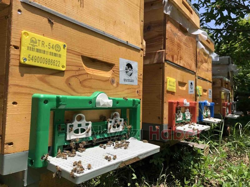 Büyükşehirin projesinde 21 ton bal üretildi