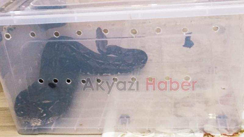 Boa yılanıyla yakalanmıştı, cezası belli oldu