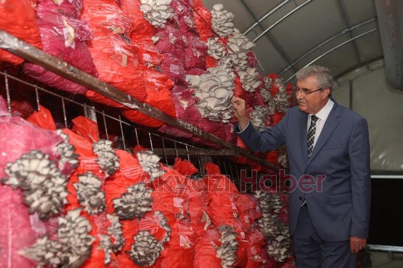 Sakarya Büyükşehir 20 ton istiridye mantarı üretimi hedefliyor