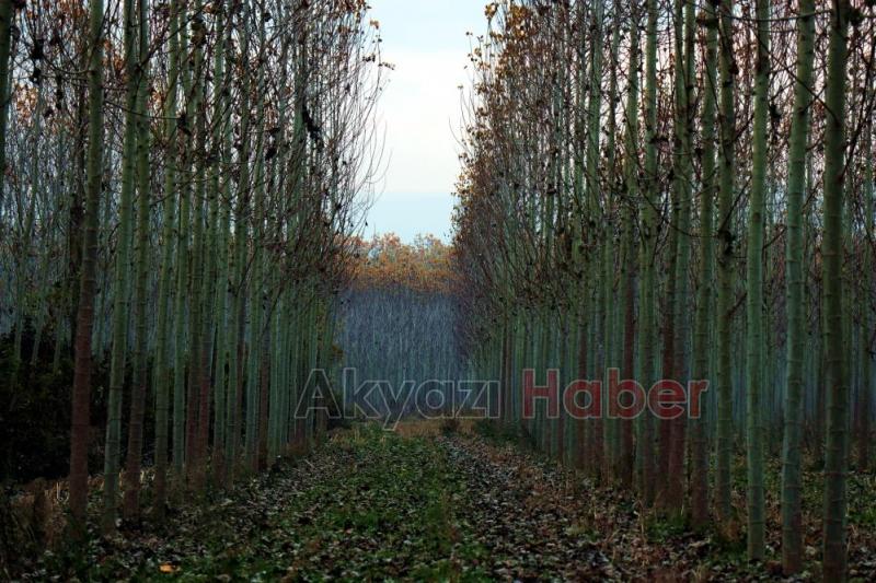 Otoyolda hız kesen manzara