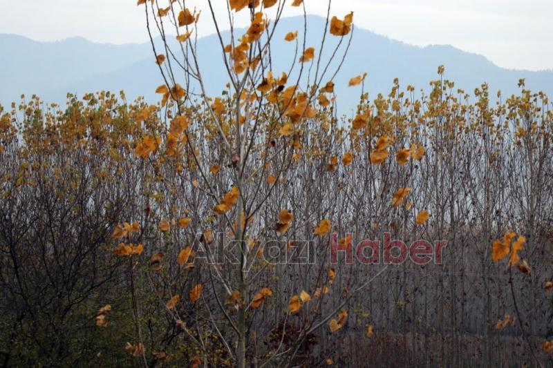 Otoyolda hız kesen manzara
