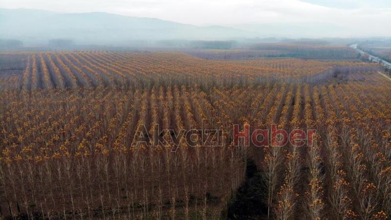 Otoyolda hız kesen manzara