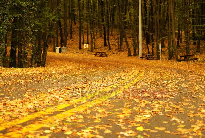 İl Ormanı’nda sonbahar bir başka