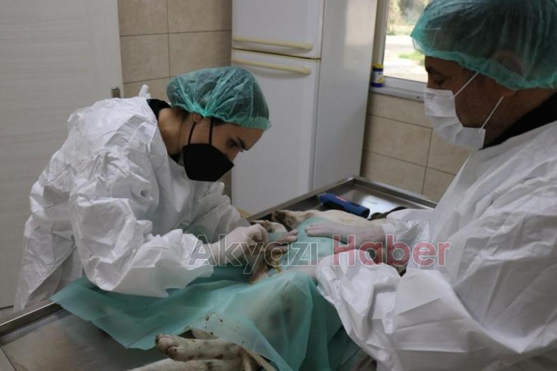 4 ayda 600 sokak hayvanına umut oldular