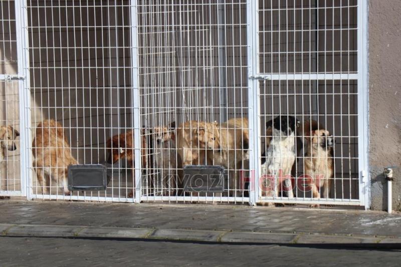 4 ayda 600 sokak hayvanına umut oldular