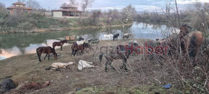 Sakarya’da 40 adet at kesilmekten son anda kurtarıldı