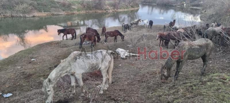 Sakarya’da 40 adet at kesilmekten son anda kurtarıldı