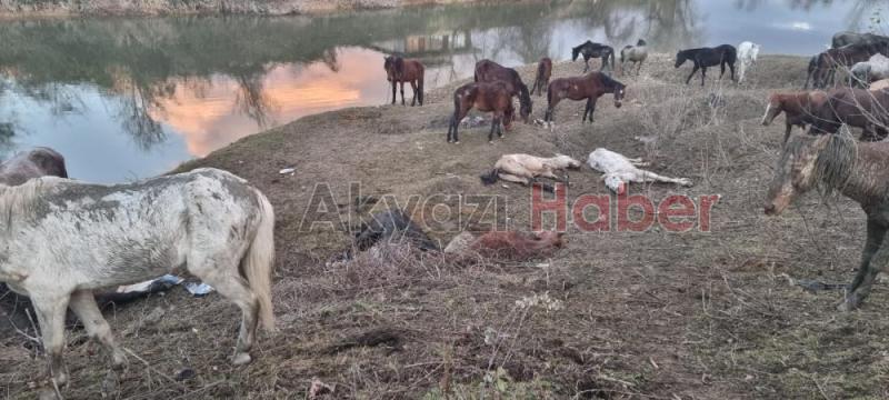 Sakarya’da 40 adet at kesilmekten son anda kurtarıldı