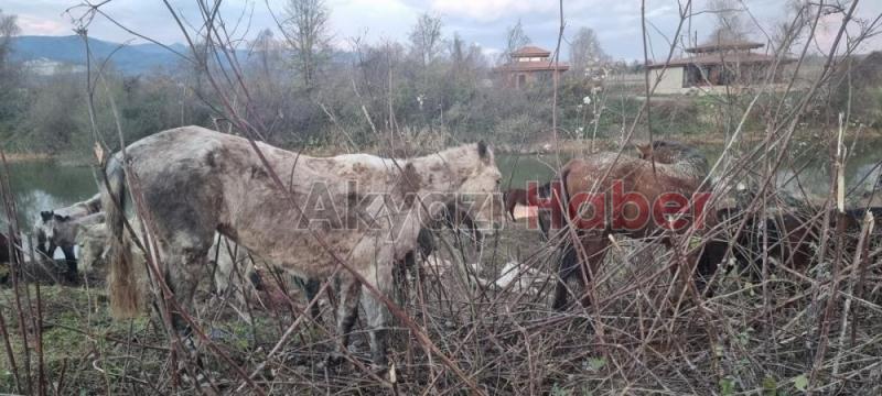 Sakarya’da 40 adet at kesilmekten son anda kurtarıldı