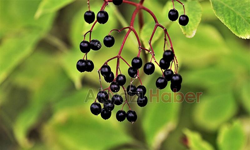 Akyazılı kadınlar Kara Mürver üretecek