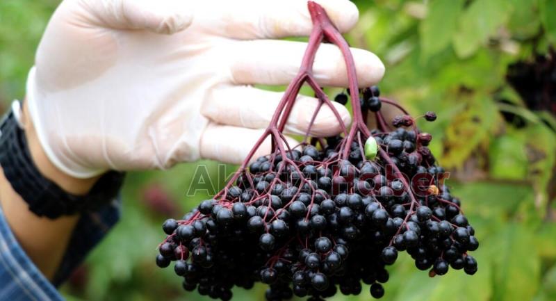 Akyazılı kadınlar Kara Mürver üretecek