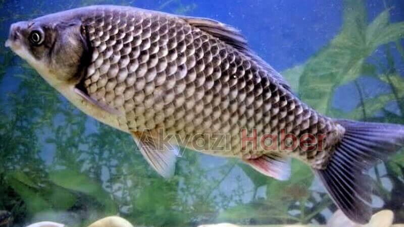 İsrail Sazanı Sakarya'daki gölleri istila ediyor.