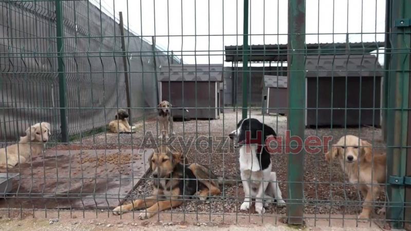 Büyükşehirden sokak hayvanları için dev merkez