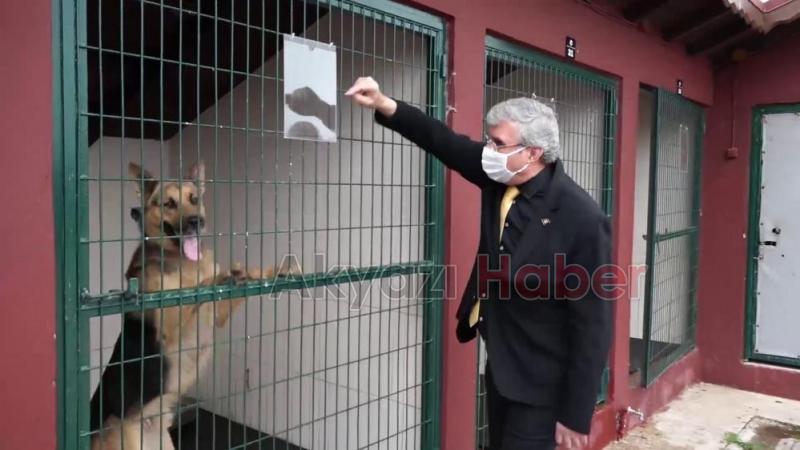 Büyükşehirden sokak hayvanları için dev merkez