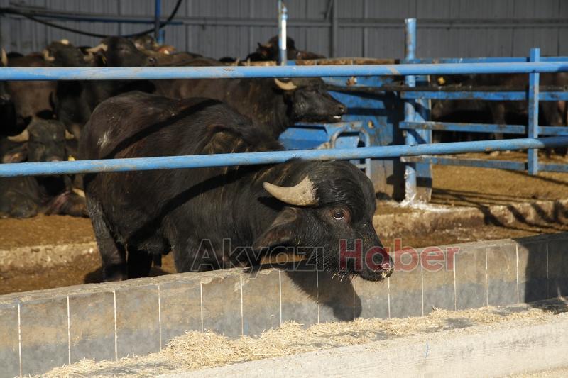 Mozzarella peynirini Sakarya üretecek