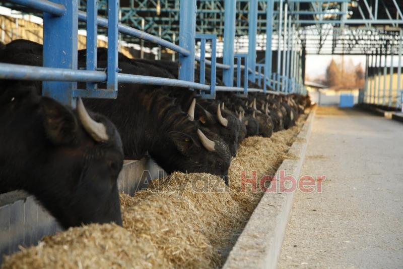 Mozzarella peynirini Sakarya üretecek