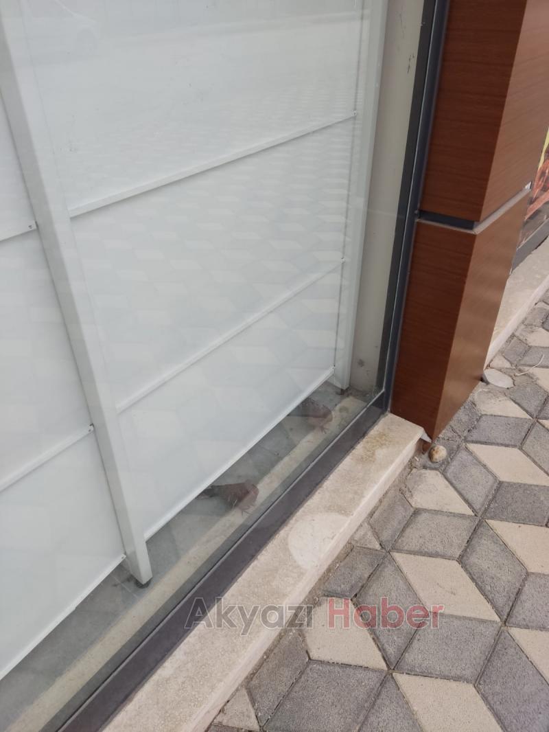 Akyazı'da kuş kurtarma operasyonu