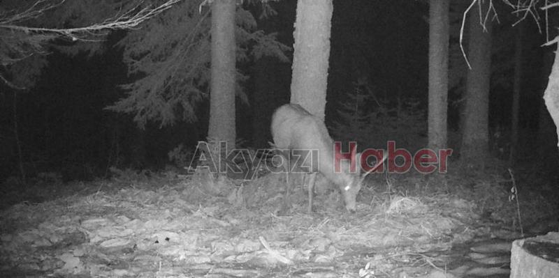 Nesli tehlikede olan geyik fotokapana yakalandı