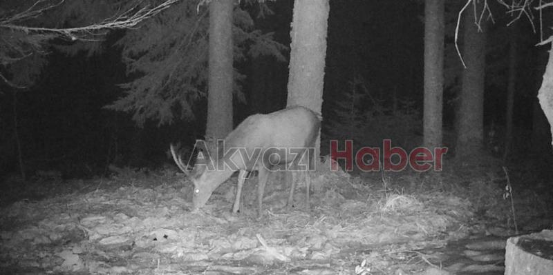 Nesli tehlikede olan geyik fotokapana yakalandı