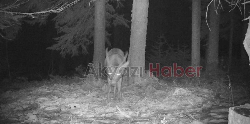 Nesli tehlikede olan geyik fotokapana yakalandı