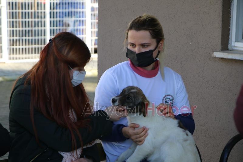 Akyazı Sokak Hayvanları Bakımevi standartların çok üzerinde