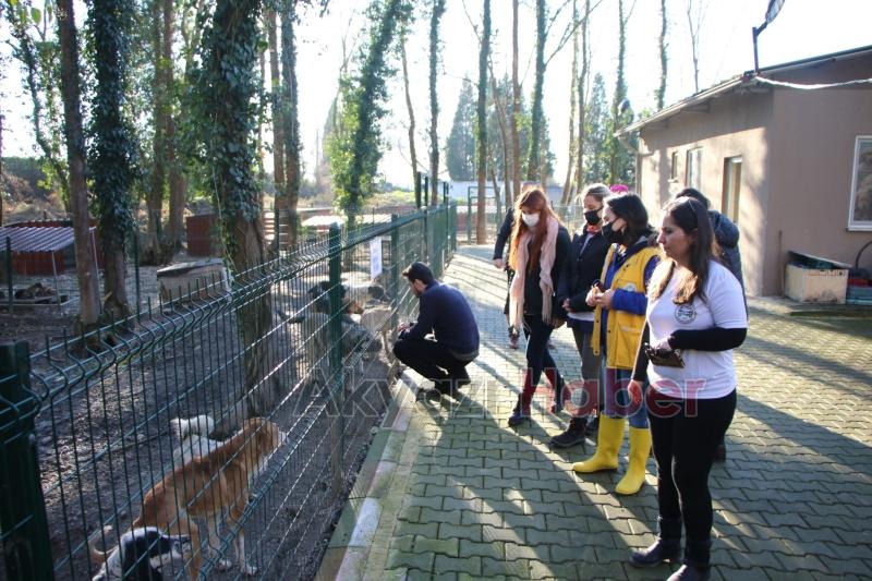 Akyazı Sokak Hayvanları Bakımevi standartların çok üzerinde