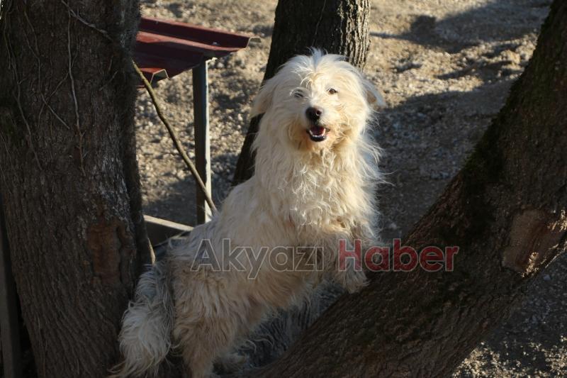 Akyazı Sokak Hayvanları Bakımevi standartların çok üzerinde