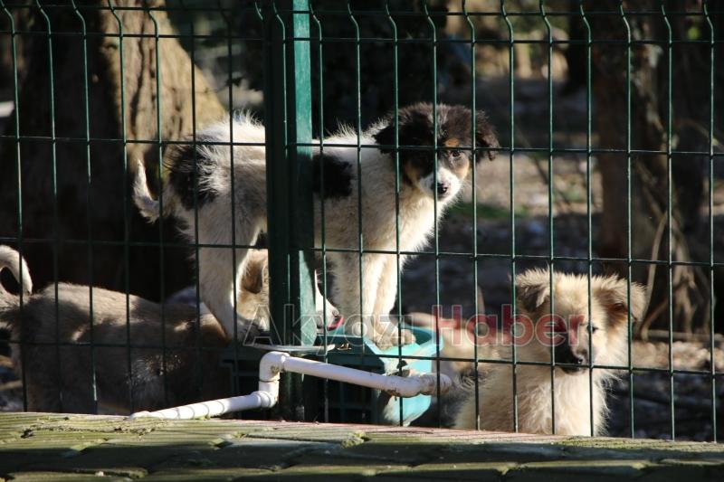 Akyazı Sokak Hayvanları Bakımevi standartların çok üzerinde