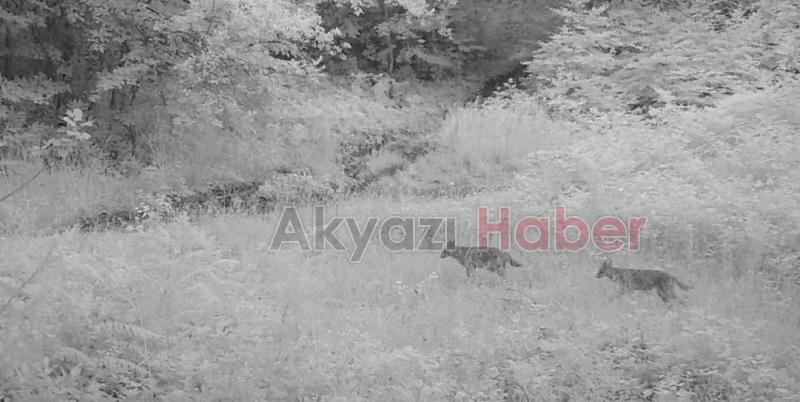 Sakarya'da yaban hayatı fotokapana yansıdı
