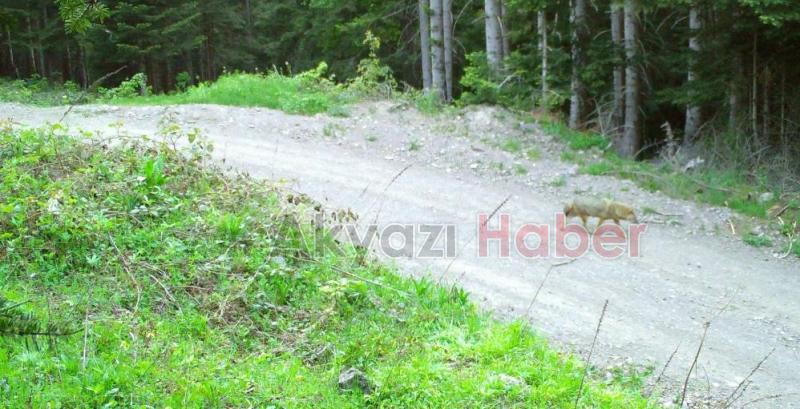 Sakarya'da yaban hayatı fotokapana yansıdı