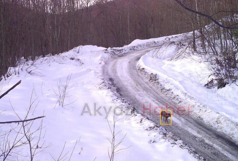 Sakarya'da yaban hayatı fotokapana yansıdı