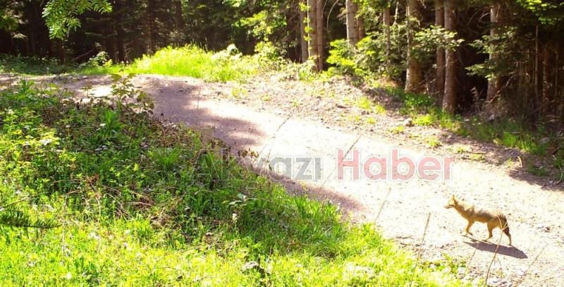 Sakarya'da yaban hayatı fotokapana yansıdı