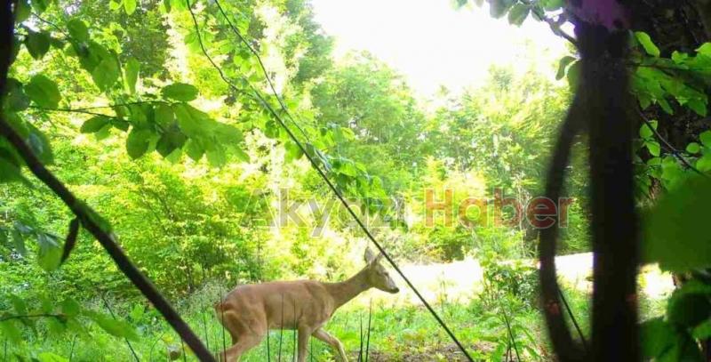 Sakarya'da yaban hayatı fotokapana yansıdı
