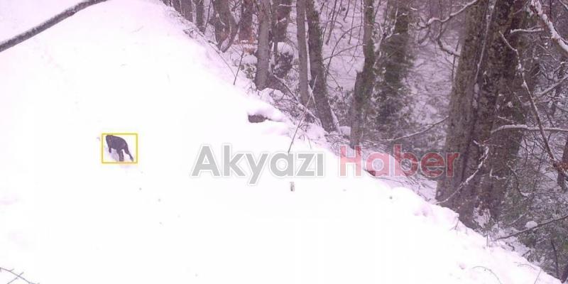 Sakarya'da yaban hayatı fotokapana yansıdı