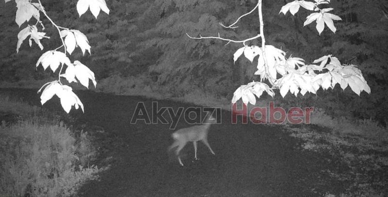 Sakarya'da yaban hayatı fotokapana yansıdı