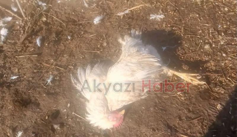 Akyazı'da sokak köpekleri tavuk ve hindileri telef etti
