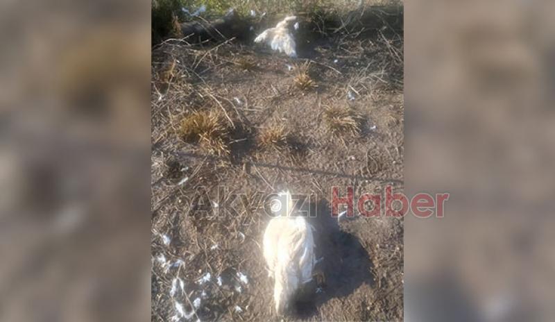 Akyazı'da sokak köpekleri tavuk ve hindileri telef etti